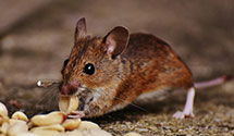 24 Hour & Emergency Exterminators in Hattiesbg, MS